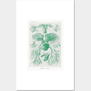Staghorn ferns - Botanical Illustration Posters and Art